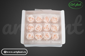 Miniroze Criogenate Pink Blush S - Img 2