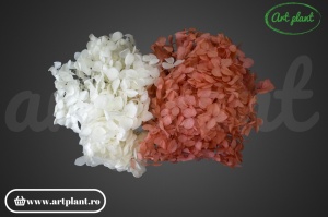 Mix Hortensie Stabilizată – Set cu 2 Culori Naturale - Img 1
