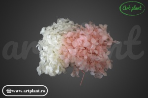 Mix Hortensie Stabilizată – Set cu 2 Culori Naturale - Img 1