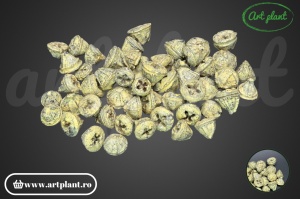 Nasturi eucalipt galben deschis