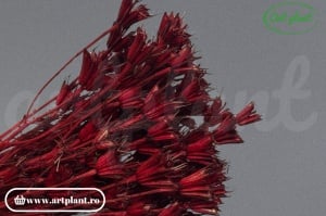 Nigella orientalis bordeaux (G)