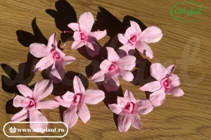 Orhidee Dendrobium Pink - Img 4