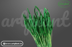 Phleum verde bandiera (G)