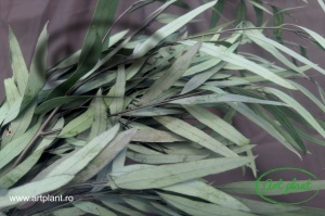 Preserved Eucalipt Nicoly Verde - Img 2