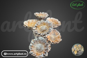 Protea margareta natur frosted