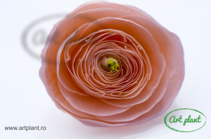 Ranunculus Criogenat Peach Pea89 - Img 2
