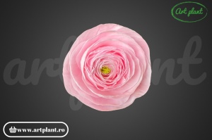 Ranunculus Criogenat Roz Pin99