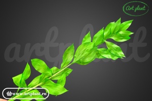 Ruscus de grădină verde deschis - Img 1