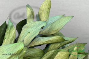 Ruscus de grădină verde - Img 2