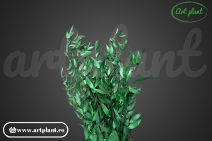 Ruscus italian stabilizat verde - Img 2