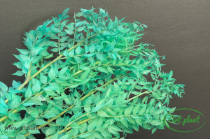 Ruscus stabilizat turquoise