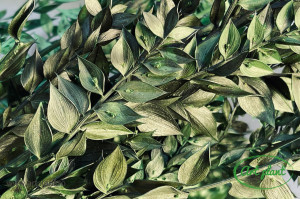 Ruscus stabilzat verde - Img 3