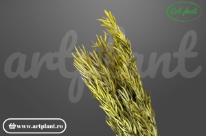 Salignum stabilizat green (male) (G)
