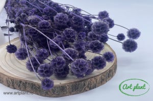 Scabiosa mov