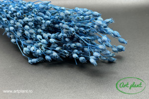 Silene blu