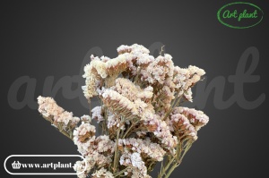 Statice sinuata bianca(G) - Img 2