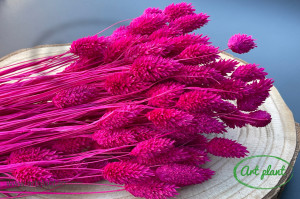Talaris fuchsia inchis