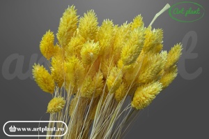 Talaris giallo (G) - Img 2