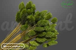 Talaris verde inchis