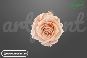 Trandafir criogenat Antique Pink XL