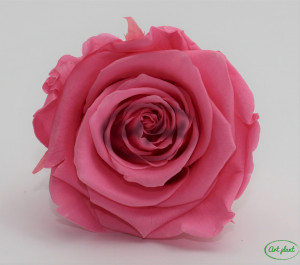 Trandafir criogenat Baby Pink XL