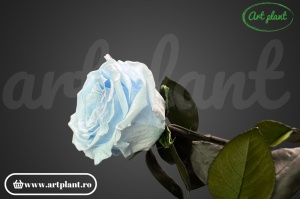 Trandafir criogenat Bleo Blu89 cu tijă, 30 cm