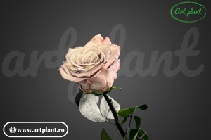 Trandafir criogenat Capucino Cho89 cu tijă, 30 cm