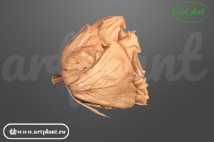 Cap de trandafir criogenat latte 100% natural, Romantic Shape, Ø 6–6.5 cm, decor interior elegant, aranjament floral