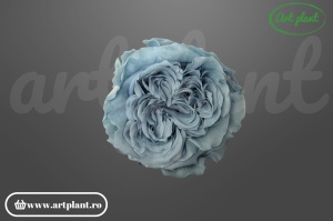 Trandafir criogenat Romantic lavander