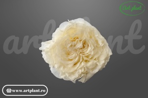 Trandafir criogenat Romantic Light Beige - floare deschisă Art Plant