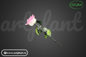 Trandafir criogenat Roz Bic08 cu tijă, 30 cm - Img 2