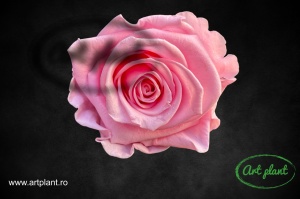 Trandafir criogenat Roz ( Bridal Pink) XL