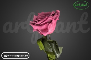 Trandafir criogenat Roz Prafuit Vio02 cu tijă, 30 cm - Img 2