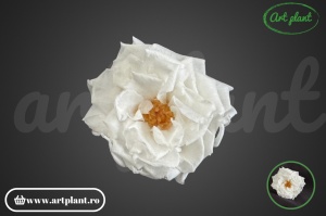 Trandafir criogenat sălbatic white - Img 2