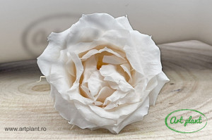 Trandafir criogenat White Champagne - Img 1