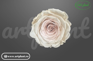 Trandafiri Criogenat L Alb / Roz Bic23