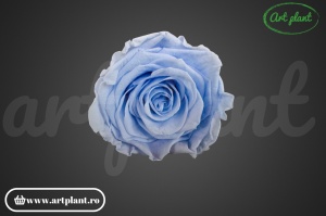 Trandafiri Criogenat L Violet Vio89 - Img 1