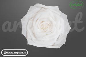 Trandafiri Criogenati 6cm Alb.