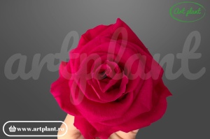 Trandafiri Criogenati 6cm Chery Blush din Ecuador, 5.5-6.3 cm , inaltime 5-6.1, 6 buc