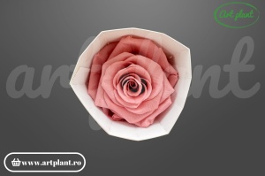 Trandafir criogenat 6cm Dusty Pink - Art Plant