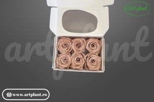 Cutie cu 6 trandafiri criogenați latte 6cm, nuanță bej cappuccino, origine Ecuador – Art Plant