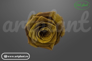 Trandafiri Criogenati 6cm Olive