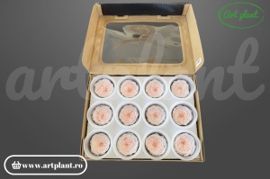 Trandafiri Criogenati de Gradina Amelia Roz Pal Pin89