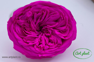 Trandafiri Criogenati de Gradina Kabukyza Roz Fuchsia Pin07 - Img 1