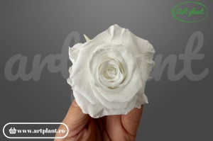 Trandafiri Criogenati Mediu Alb din Ecuador, 5-5.9 cm , inaltime 3.5-4.7, 6 buc