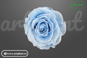 Trandafiri Criogenati Mediu Baby Blue.