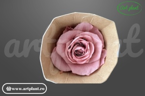Trandafiri Criogenati Mediu Dusty Pink