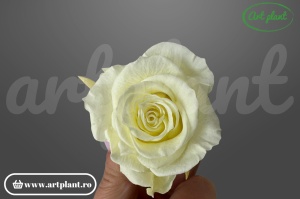 Trandafir Criogenat Mediu light yellow din Ecuador, 5-5.9 cm , inaltime 3.5-4.7, 6 buc