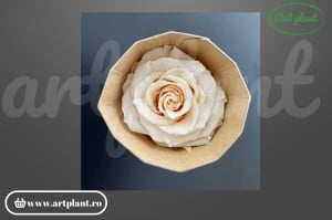 Trandafir criogenat Mediu Pink Champagne - Art Plant