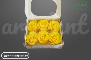 Trandafiri Criogenati Mediu Sunny Yellow din Ecuador, 5-5.9 cm , inaltime 3.5-4.7, 6 buc